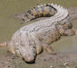 crocodylus_porosus.jpg