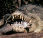 crocodylus_porosus2.jpg