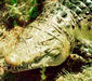 new_guinea_freshwater_crocodile.jpg