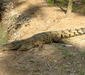 new_guinea_freshwater_crocodile2.jpg