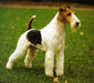 foxterrier1