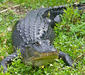 alligator_mississippiensis.jpg