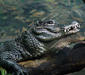 alligator_sinensis.jpg