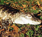 alligator_sinensis2.jpg