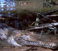 australian_freshwater_crocodile.jpg