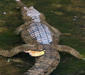 australian_freshwater_crocodile_2.jpg