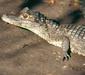 caiman_crocodilus.jpg