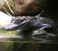 caiman_crocodilus2.jpg
