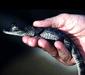 caiman_crocodilus_fuscus.jpg