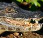 caiman_crocodilus_yacare.jpg