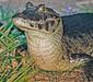 caiman_crocodilus_yacare2.jpg