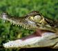 caiman_spix.jpg