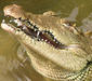 crocodylus_acutus.jpg