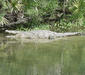 crocodylus_acutus2.jpg