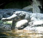 crocodylus_cataphractus.jpg