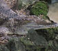 crocodylus_mindorensis.jpg