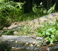 crocodylus_mindorensis2.jpg