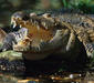 crocodylus_moreletii.jpg