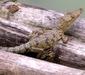crocodylus_moreletii2.jpg