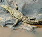 crocodylus_niloticus11.jpg