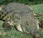crocodylus_niloticus22.jpg