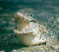 crocodylus_rhombifer_2.jpg