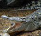 crocodylus_siamensis2.jpg