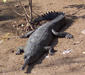 gavialis_gangeticus2.jpg