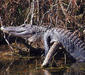 orinoco_crocodile_2.jpg
