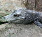 osteolaemus_tetraspis.jpg