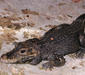 osteolaemus_tetraspis2.jpg