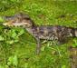 paleosuchus_trigonatus_2.jpg