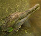 tomistoma_schlegelii.jpg
