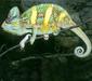 chamaeleo_calyptratus_dumeril1