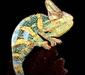 chamaeleo_calyptratus_dumeril4