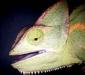 chamaeleo_calyptratus_dumeril5