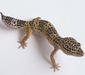 eublepharis_macularius2