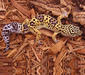 eublepharis_macularius3