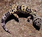 eublepharis_macularius6