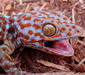 gekko_gecko1
