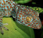 gekko_gecko3