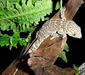 gekko_gecko4