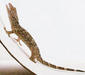 gekko_gecko5