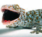 gekko_gecko6