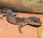 hemitheconyx_caudicinctus2