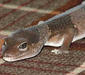 hemitheconyx_caudicinctus3