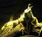iguana_iguana_linnaeus1