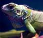 iguana_iguana_linnaeus2