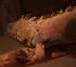 iguana_iguana_linnaeus3