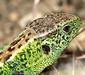 lacerta_agilis_linnaeus1